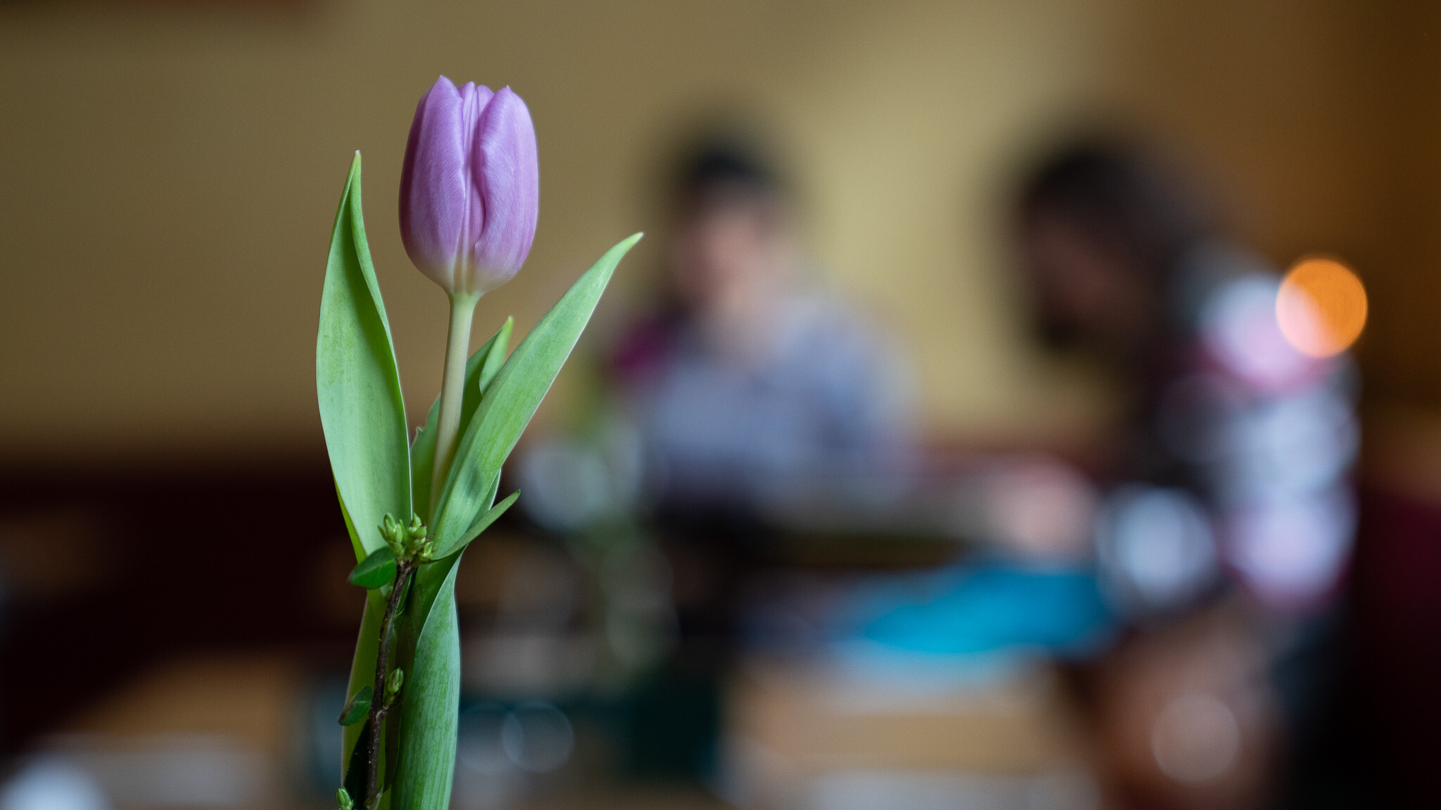 Tulpe im Café Haidhausen